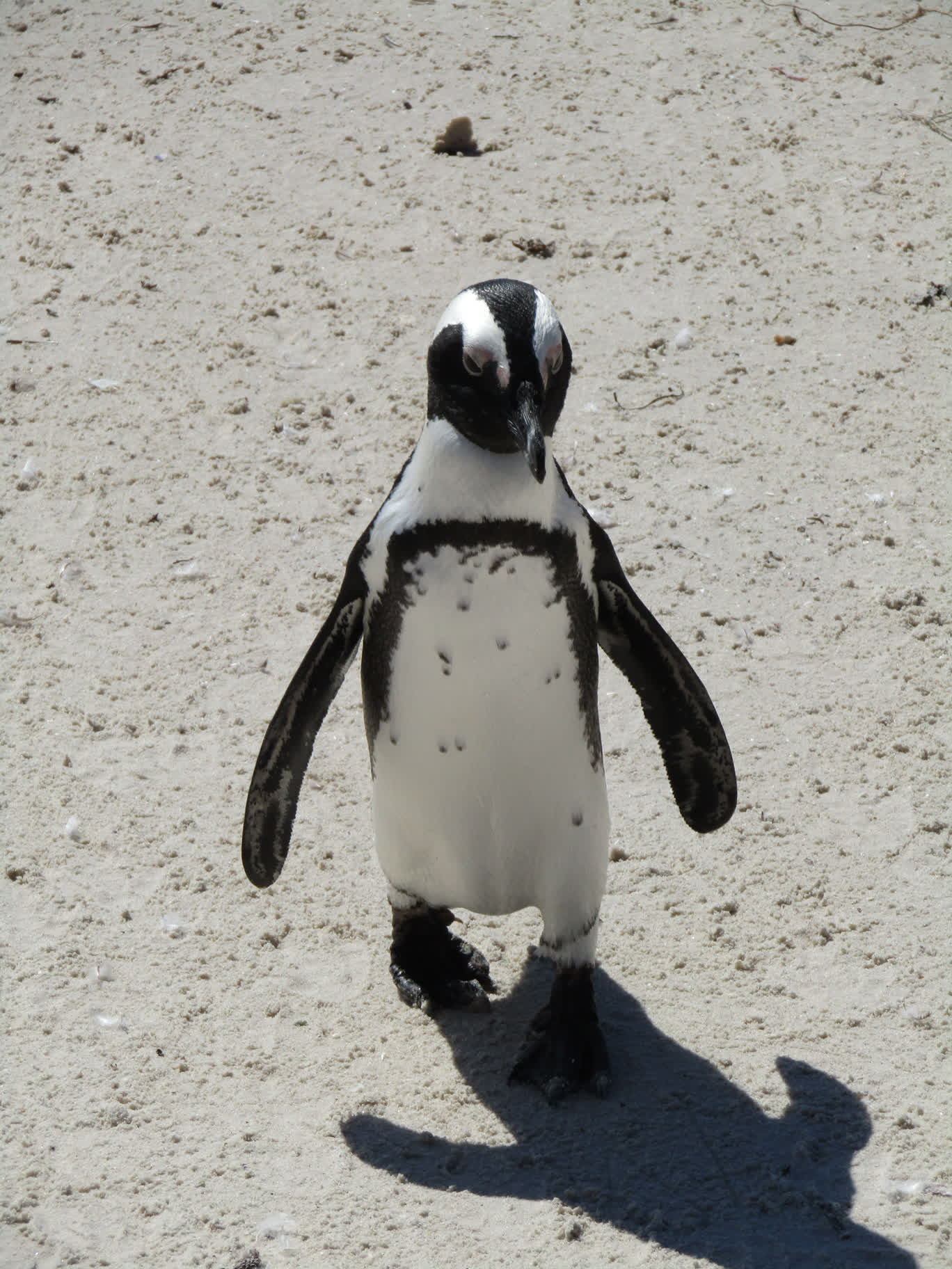 This guy was a high-achiever: he actually walked around a bit