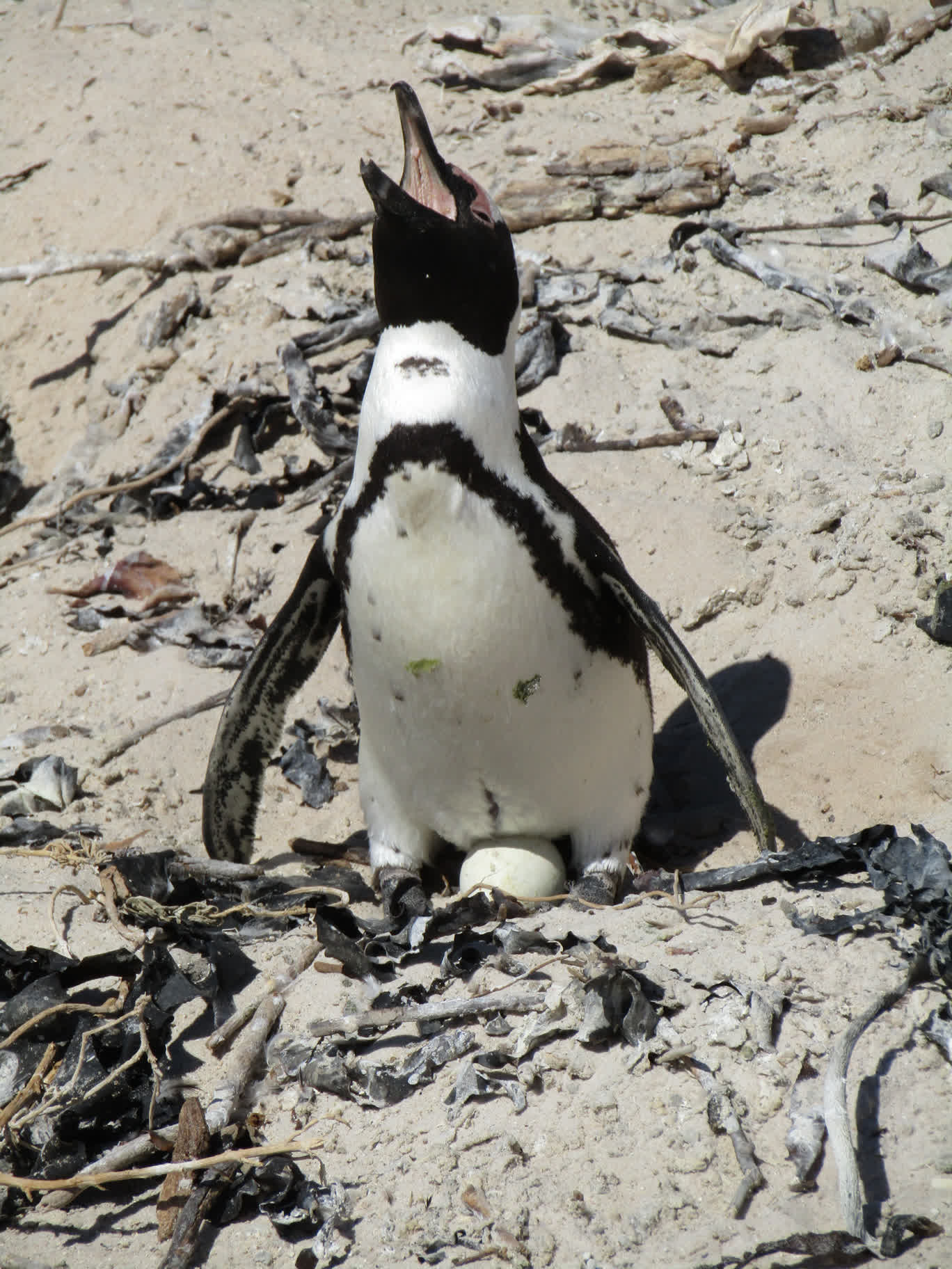 The male penguin complaining loudly about having to sit on the egg