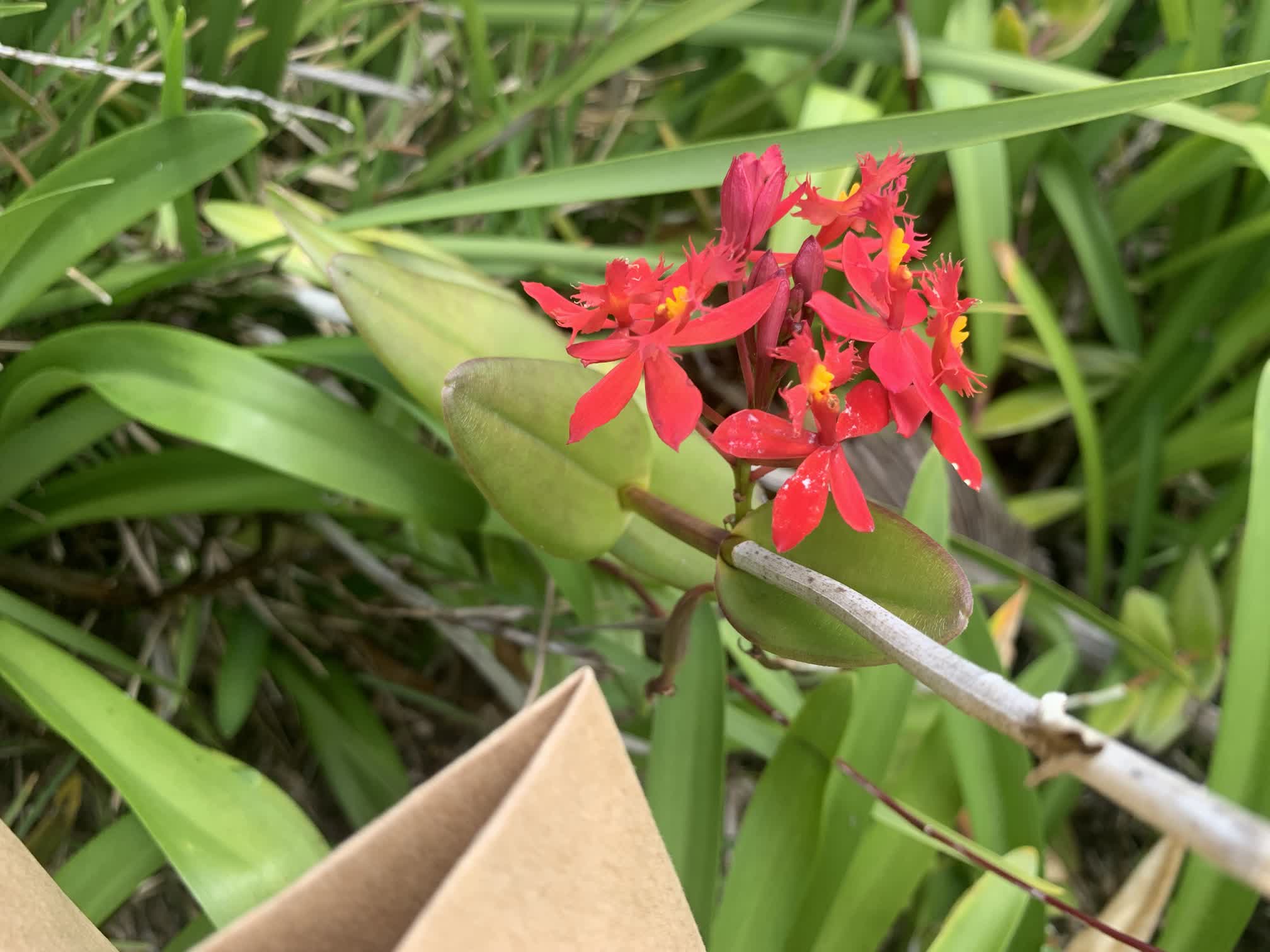 A red epidendrum orchid in the garden surrounding Longwood. I snapped a picture because I don't recall ever seeing an orchid in this shade of red before