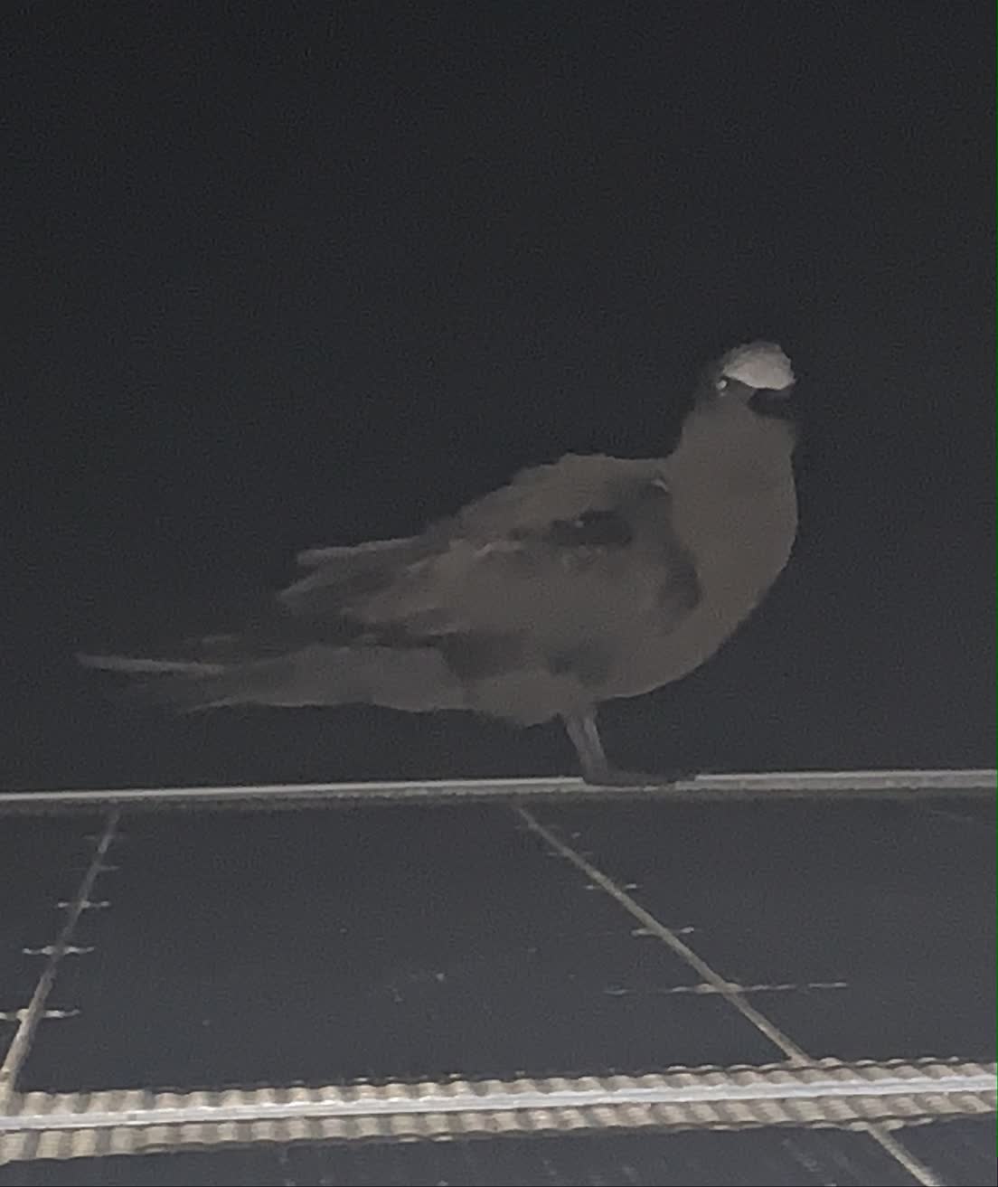 We think this is a Lesser Noddy, one of a group of 4 or 5 that visit the boat each night. They only arrive after dark and leave before dawn, so it's hard to get a good look