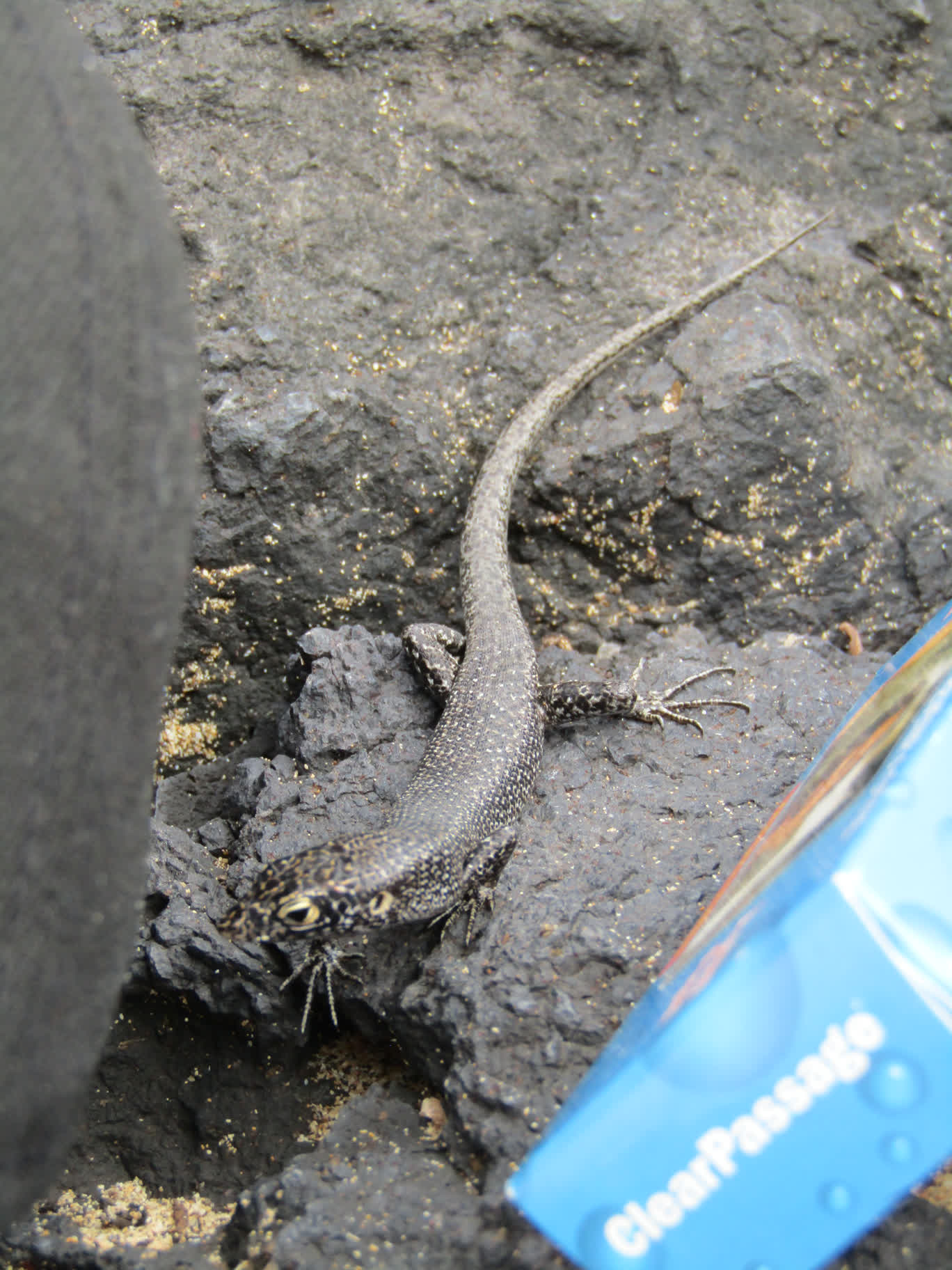 We had our packs and gear stacked on rocks near the beach to keep them out of the sand and water. This critter came down the rocks and rummaged through our stuff