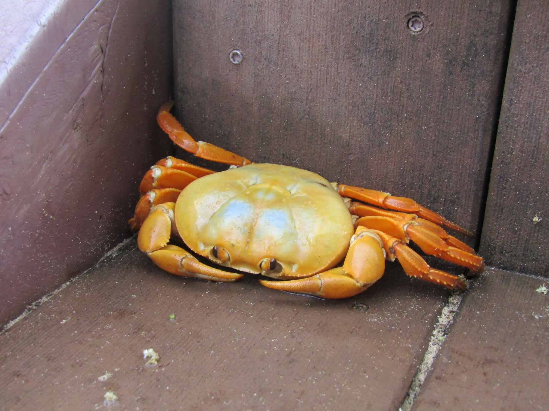 A land crab on the walkway to the beach accessible only by ladder and stairs