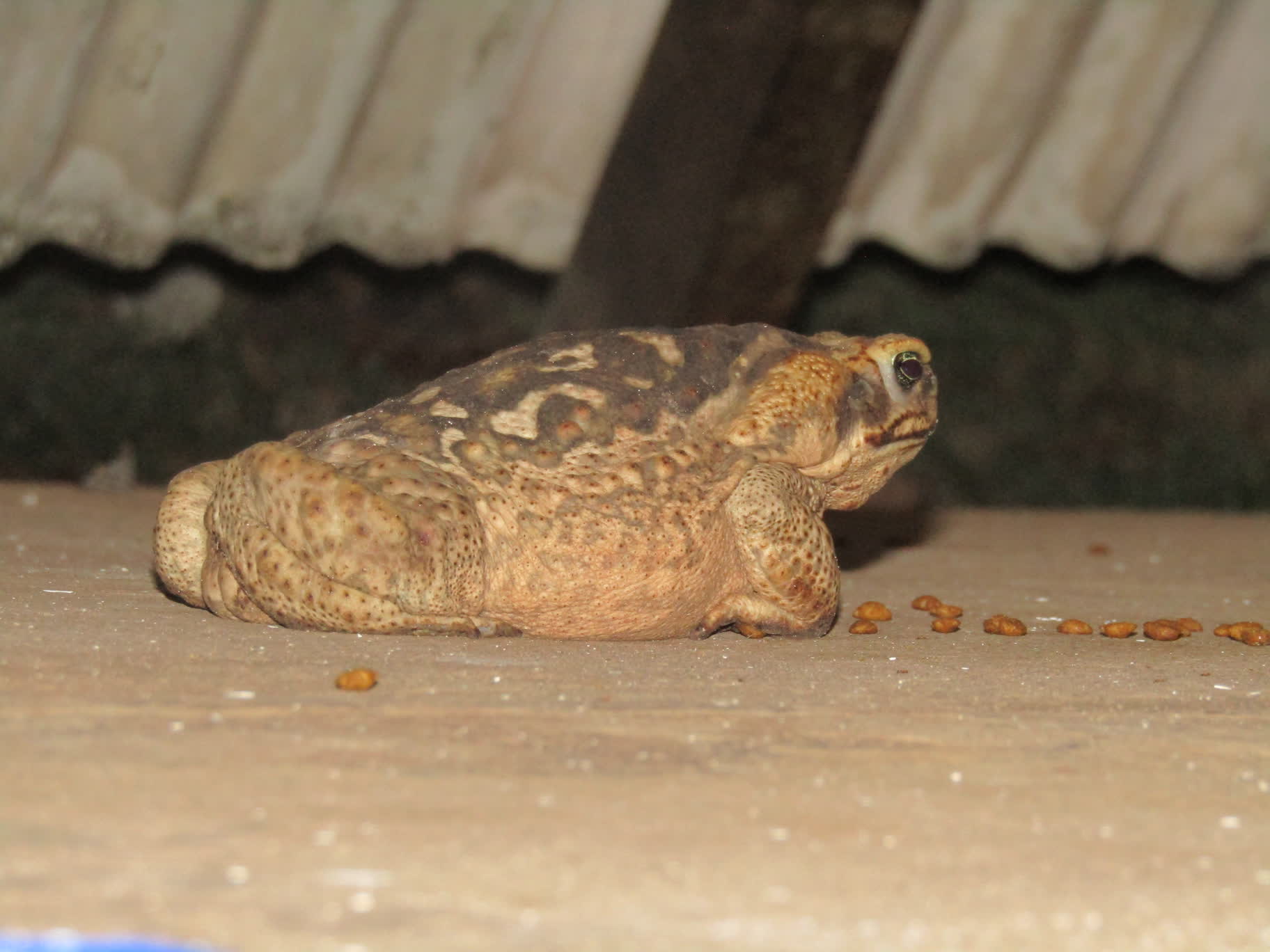 One of the large toads that would appear after dark