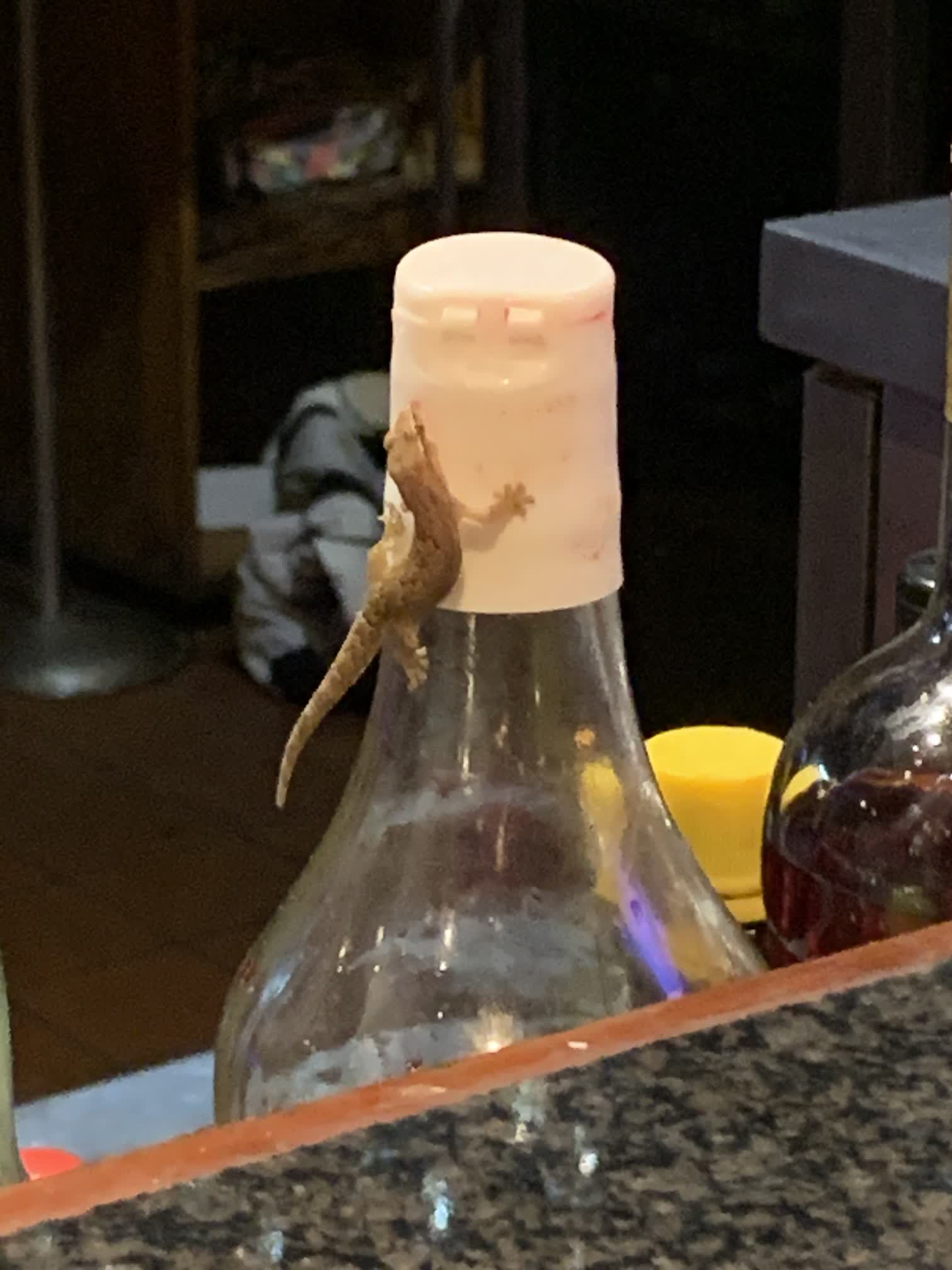 The geckos also enjoyed libations at the bar, licking the drips of the various mixers from the sides of the bottles